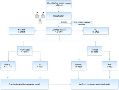 Artificial intelligence-assisted management of retinal detachment from ultra-widefield fundus images based on weakly-supervised approach